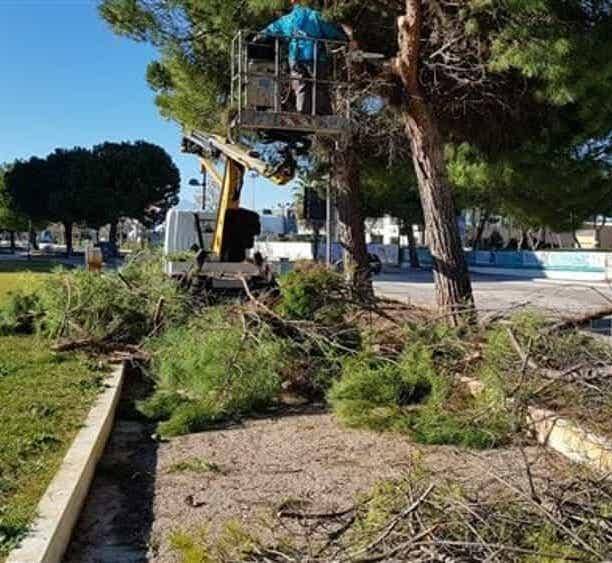 POTATURE DEGLI ALBERI A PESCARA: DAMIANI, “È GUERRA CONTRO ULTIME TRACCIA DI NATURALITÀ”