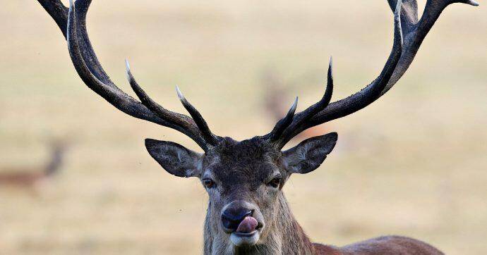 SICUREZZA A24-A25 PER ATTRAVERSAMENTO FAUNA SELVATICA: INTERROGAZIONE SOTTANELLI