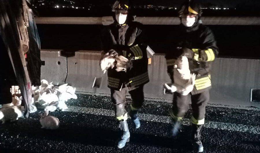 ATRI: RIMORCHIO TIR SI SGANCIA E SI ROVESCIA, AUTOSTRADA INVASA DA CONIGLI
