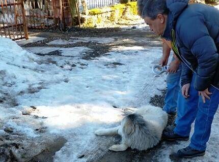 PESCASSEROLI, 10 CANI RANDAGI CATTURATI E TRASPORTATI IN CANILE