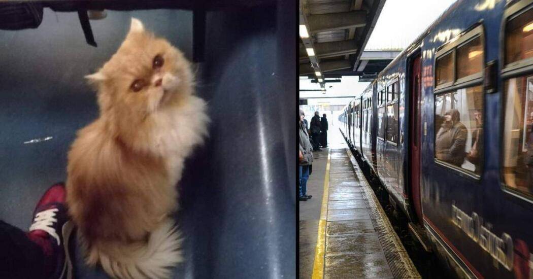 GATTO CACCIATO DAL TRENO: DEPUTATA M5S PRESENTA INTERROGAZIONE PARLAMENTARE