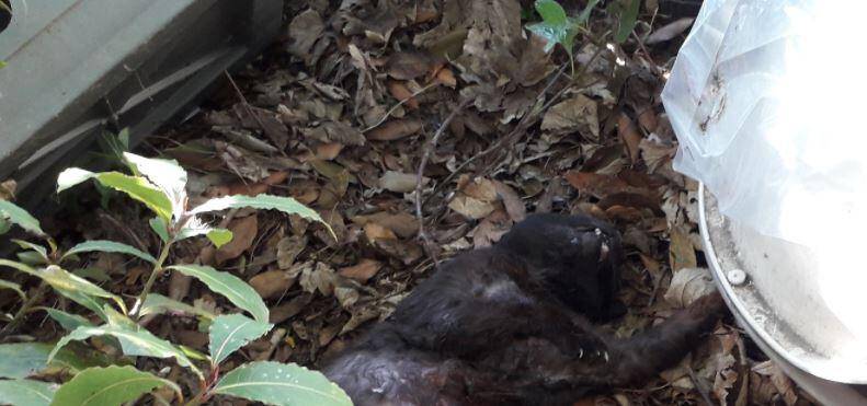 ORRORE A PESCARA, ALMENO 6 GATTI UCCISI A COLTELLATE: INDAGINI IN CORSO