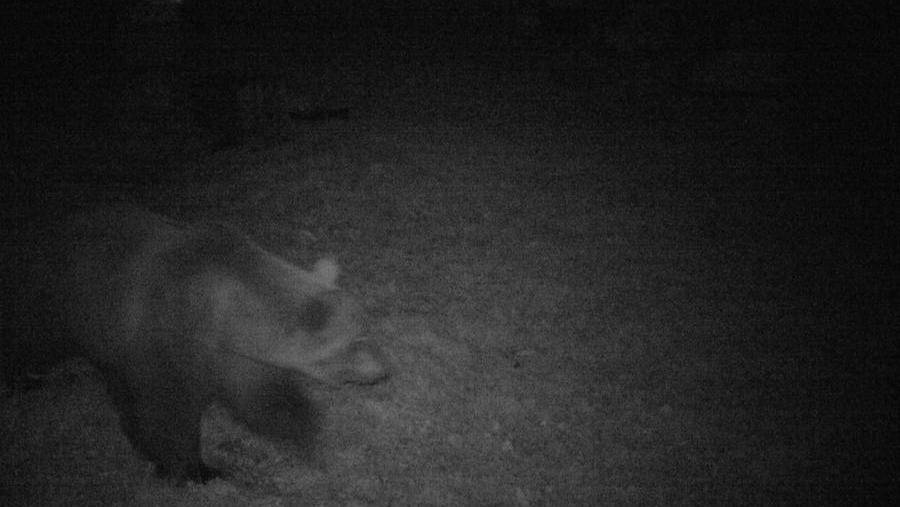 MONTEREALE: ORSO IN CERCA DI MIELE AVVISTATO IN PIENO CENTRO ABITATO