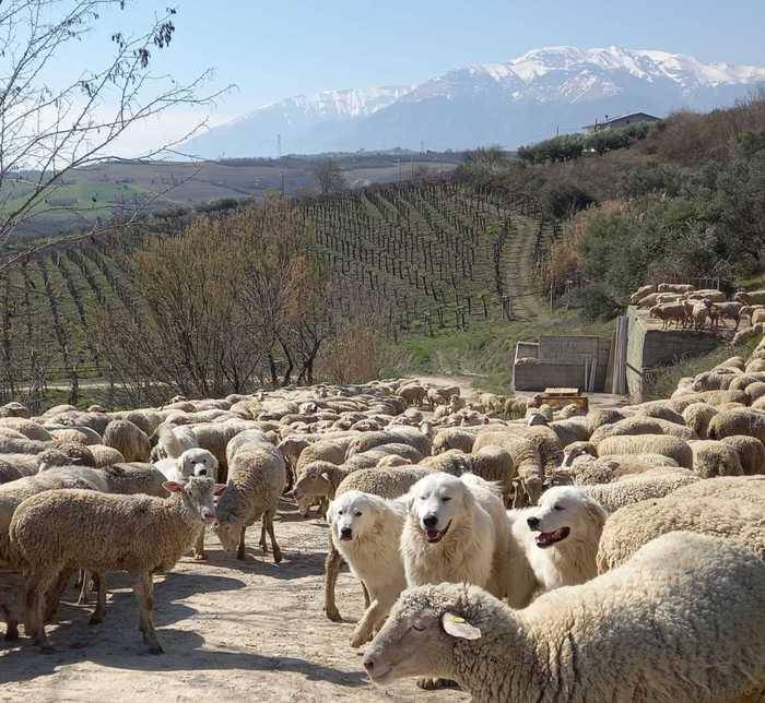 ALLEVATORI E LUPI, SULLA MAIELLA UNA CONVIVENZA CHE FA SCUOLA ANCHE IN GERMANIA