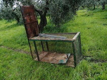 VASTO: GABBIA PER CATTURARE CINGHIALI E CAPRIOLI, DENUNCIATO 40ENNE
