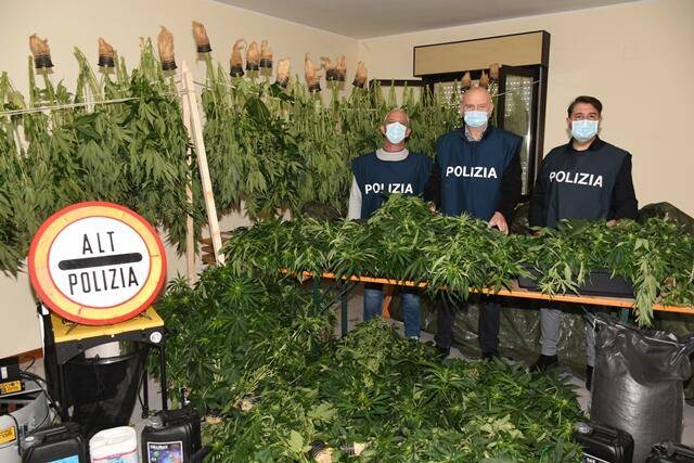 ATRI: SCOPERTA PIANTAGIONE MARJUANA, ARRESTATO 37ENNE DI MONTESILVANO