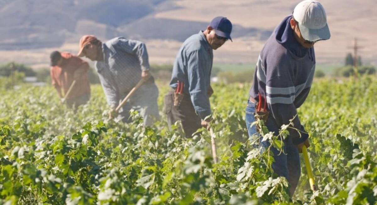 COLDIRETTI, DAL MAROCCO ARRIVANO IN ABRUZZO LAVORATORI STAGIONALI SALVA FUCINO