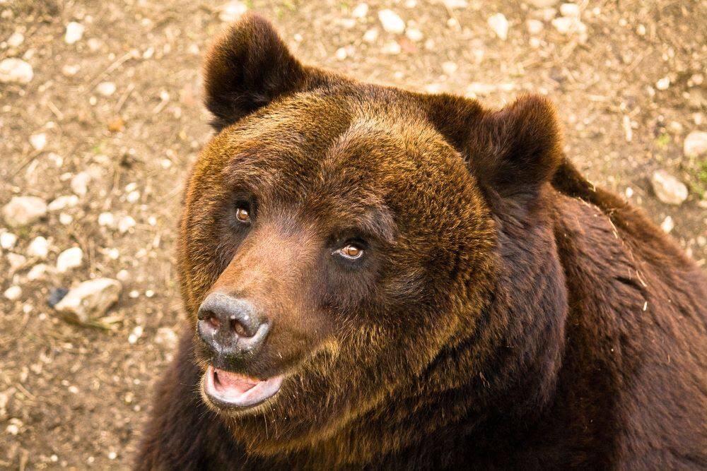 ORSI: COSPA, “TROPPE AREE PROTETTE METTONO A RISCHIO ANCHE FAUNA SELVATICA”