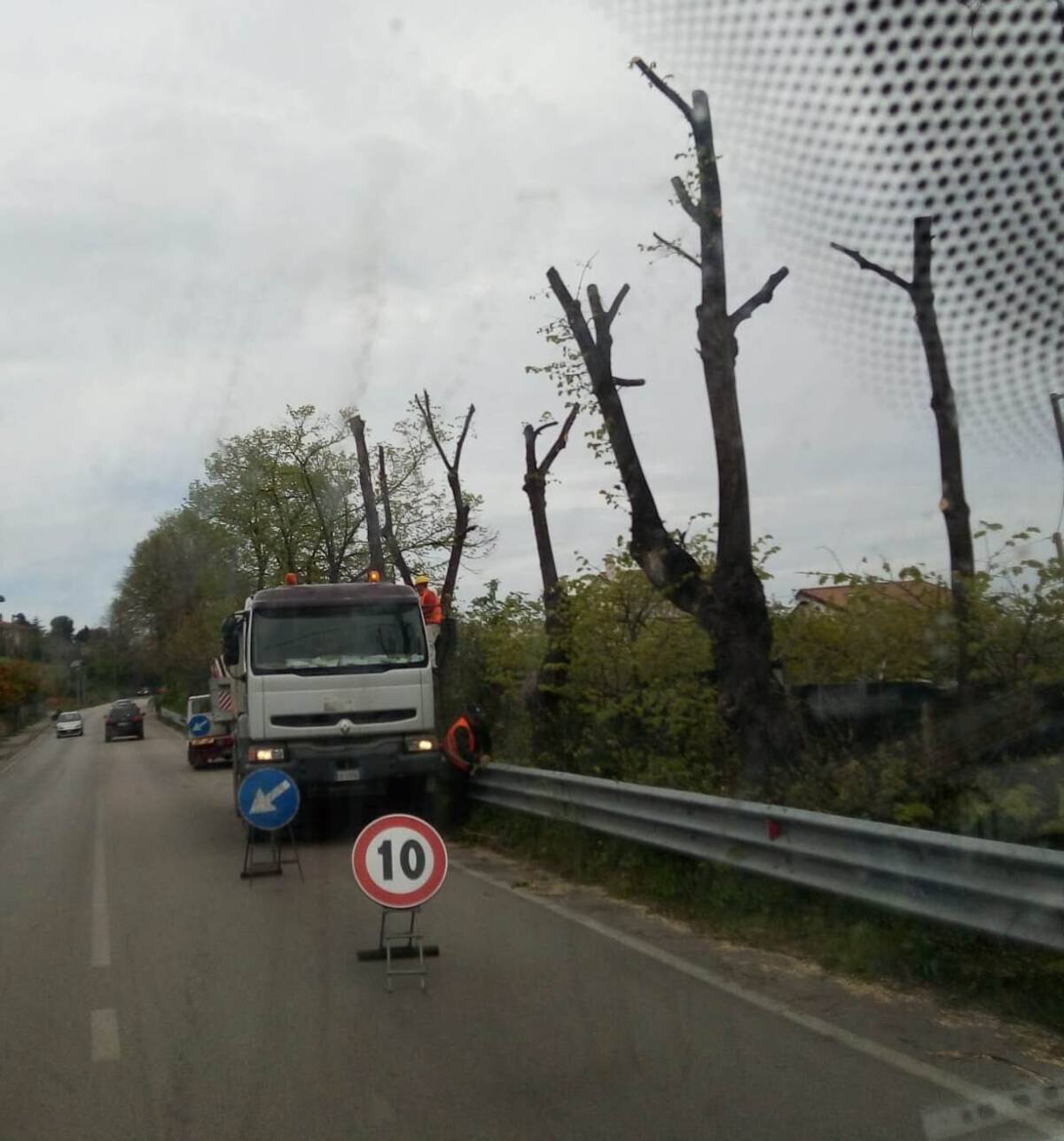 VASTO: WWF, “ALBERI STANNO SUBENDO CAPITOZZATURE NON A NORMA”