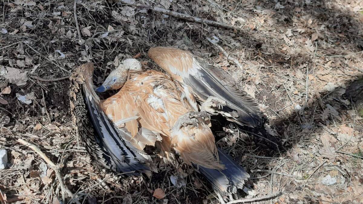 STRAGE FAUNA SELVATICA: “ANCORA VELENO NELLE TERRE DELL’ORSO”
