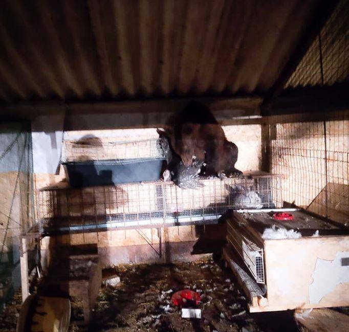 ORSA AMARENA E CUCCIOLI NEL POLLAIO: “COLAZIONE DA TIFFANY NELLA MIA AZIENDA”
