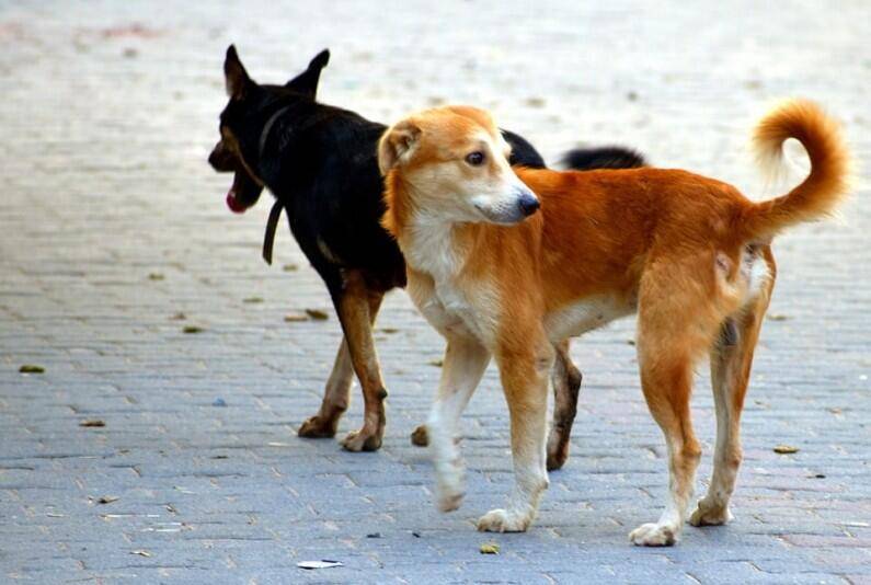L’AQUILA: DONNA AZZANNATA DA UN CANE RANDAGIO,  IL GIUDICE, “COMUNE PAGHI I DANNI”