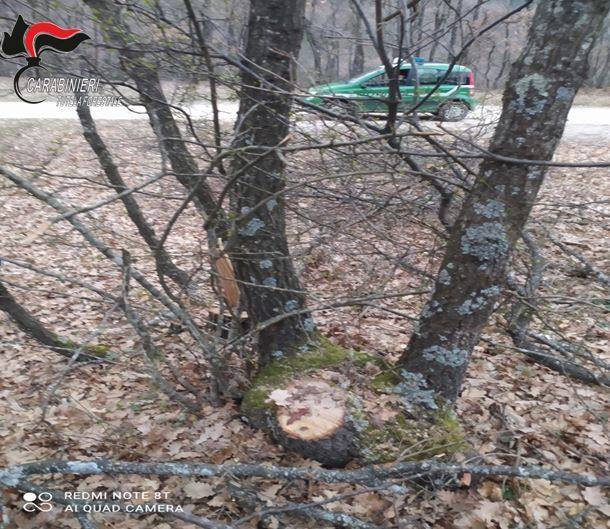TAGLIO ABUSIVO DI ALBERI E FURTO DI LEGNA, DENUNCIATO 68ENNE