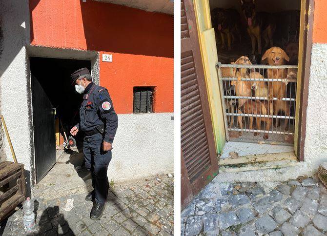 CASTELLAFIUME: UOMO VIVEVA CON 40 CANI METICCI IN PICCOLA STANZA, SCATTANO DENUNCE