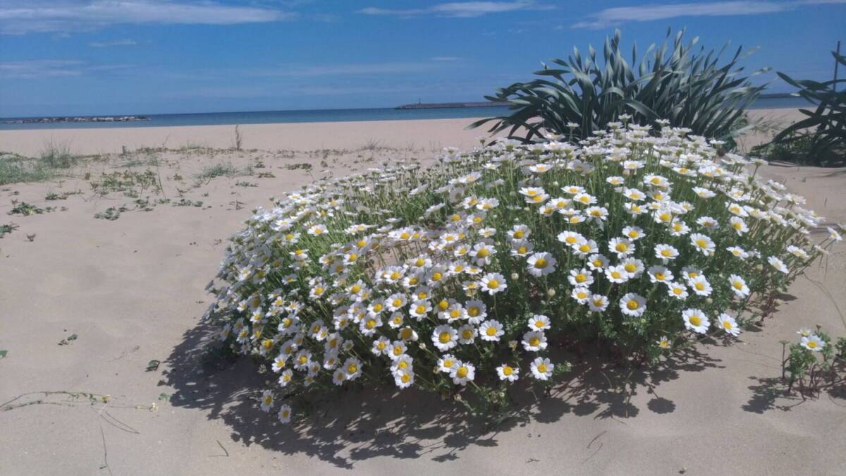 PESCARA: LE RARE CAMOMILLA DELLE SPIAGGE E SOLDANELLA DI MARE RICOLONIZZANO LE DUNE