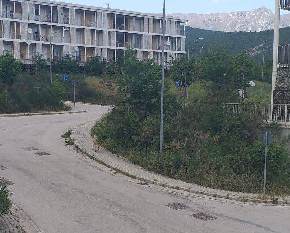 L’AQUILA: AVVISTATO LUPO “A SPASSO” NEL PROGETTO CASE DI TEMPERA