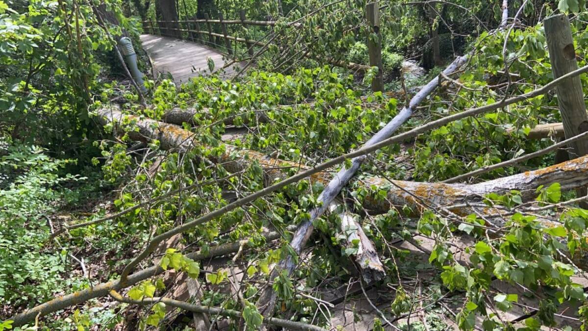 L’AQUILA: VENTO FORTE, ALBERO CADE SUL PERCORSO PEDONALE TRA PAGANICA E SANTUARIO MADONNA D’APPARI