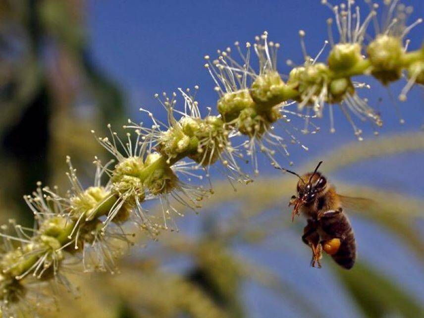 GIORNATA API 2021, COLDIRETTI: “IN ABRUZZO ‘REGINE’ AFFAMATE DA CLIMA PAZZO”