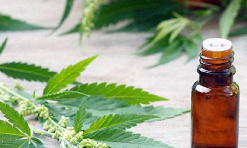 FEDERFARMA: IN ITALIA FORTE CARENZA CANNABIS TERAPEUTICA
