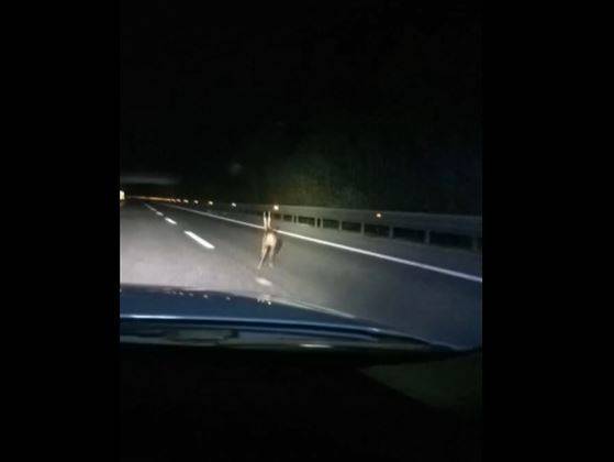 A25, CAPRIOLO CORRE SULL’ AUTOSTRADA: POLIZIA STRADALE LO AIUTA AD USCIRE. VIDEO