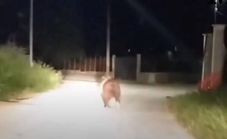 TRASACCO: INCURSIONE NOTTURNA DI UN CUCCIOLO DI ORSO
