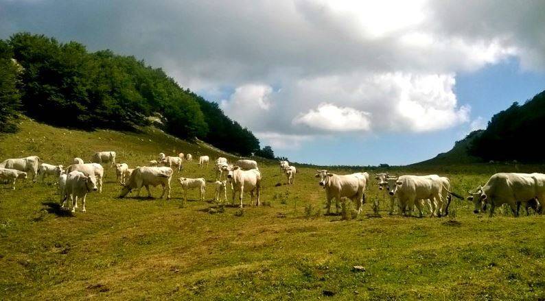 AFFIDAMENTO DEI PASCOLI: CORTE COSTITUZIONALE DICHIARA ILLEGITTIMA LEGGE DELLA REGIONE ABRUZZO
