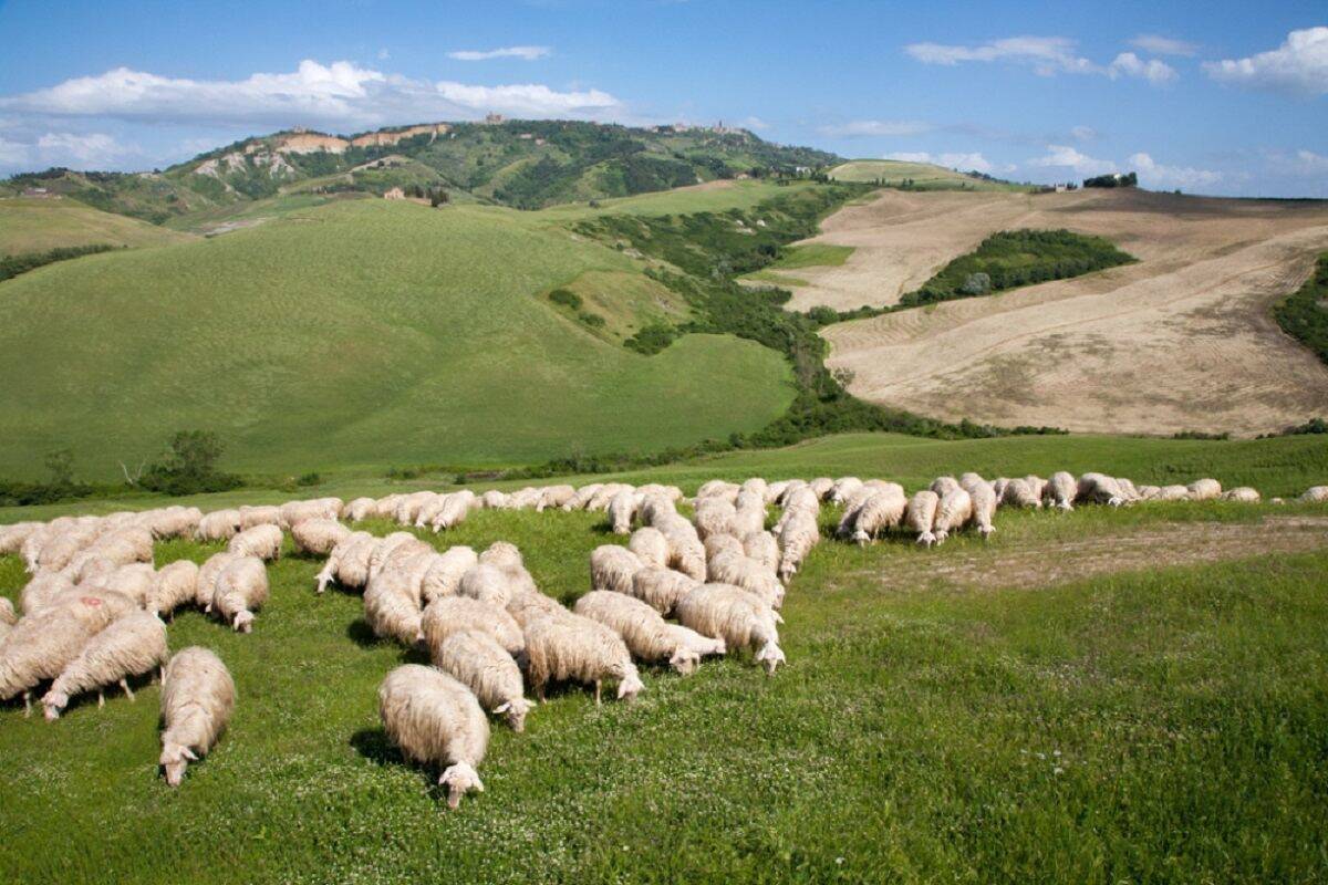 BLUE TONGUE: PD, “NELL’AQUILANO E’ EMERGENZA, SERVONO MISURE IMMEDIATE”
