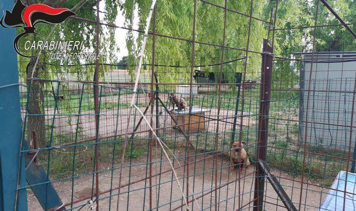 ALLEVAMENTO ABUSIVO DI PITBULL PER COMBATTIMENTI CLANDESTINI: NEI GUAI PROPRIETARI