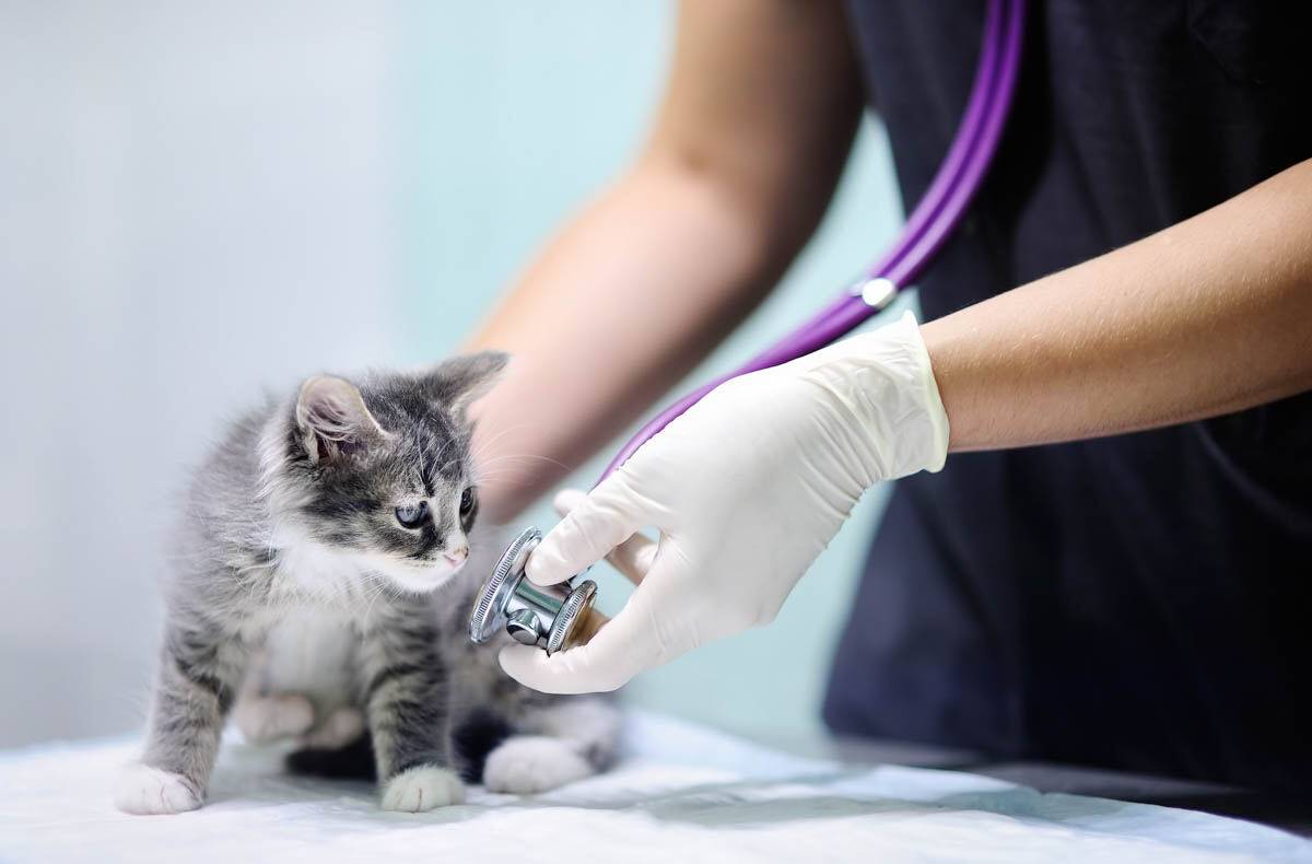 DPCM, CURE VETERINARIE “PRIMA NECESSITA'”, NON SERVE IL GREEN PASS