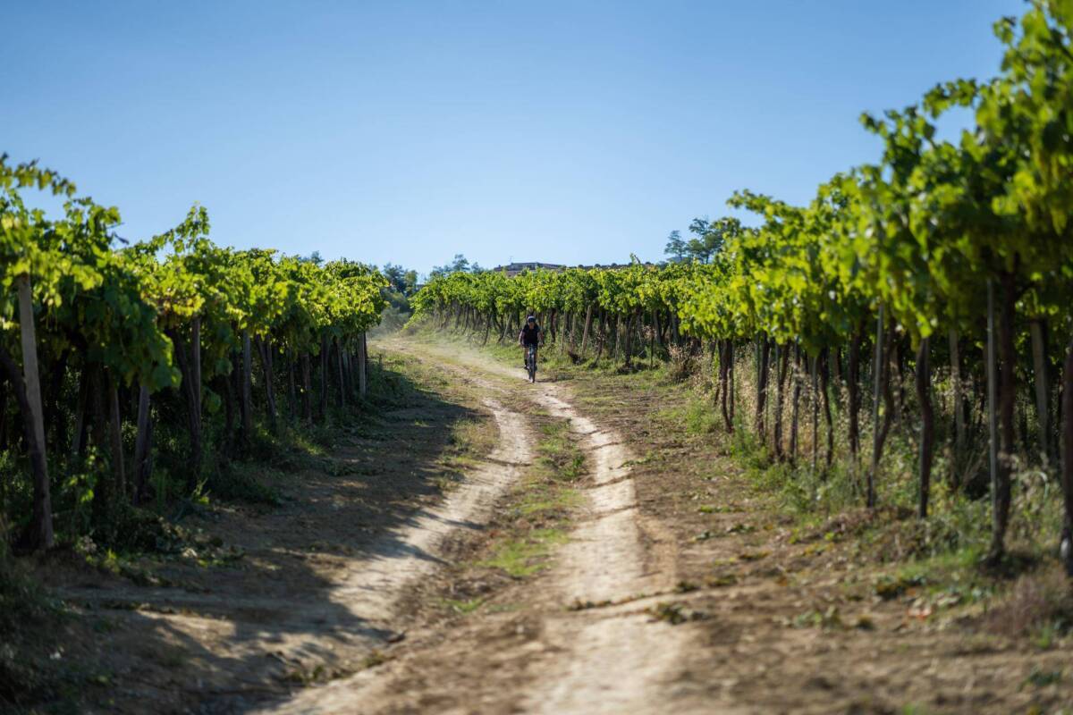 ABRUZZO WINE EXPERIENCE: DEBUTTA NUOVA VERSIONE APP PERCORSI