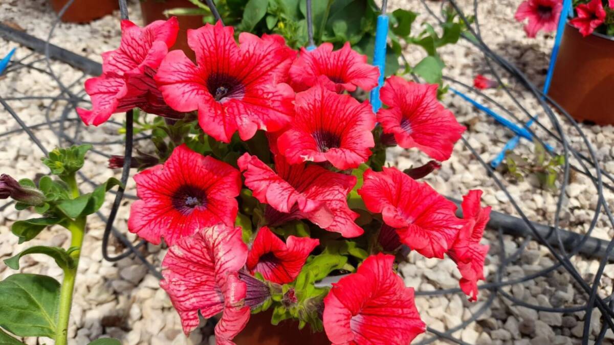 SANTE MARIE, PIANTE E FIORI ABBELLIRANNO PIAZZE E STRADE: DOMANI LA DISTRIBUZIONE