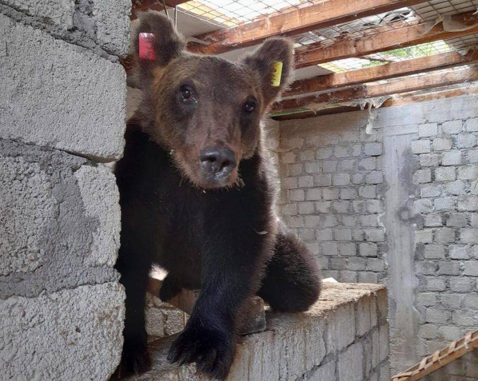 CUCCIOLO DELL’ORSA AMARENA FA STRAGE DI GALLINE, IMMORTALATO A ORTONA DEI MARSI