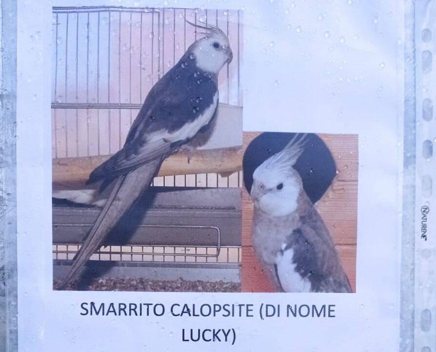 L’AQUILA: IN ZONA TORRETTA SMARRITO PAPPAGALLO CALOPSITE LUCKY