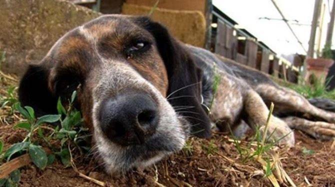 AIDAA: IN GIUGNO AVVELENATI IN ITALIA OLTRE 8.000 CANI E GATTI