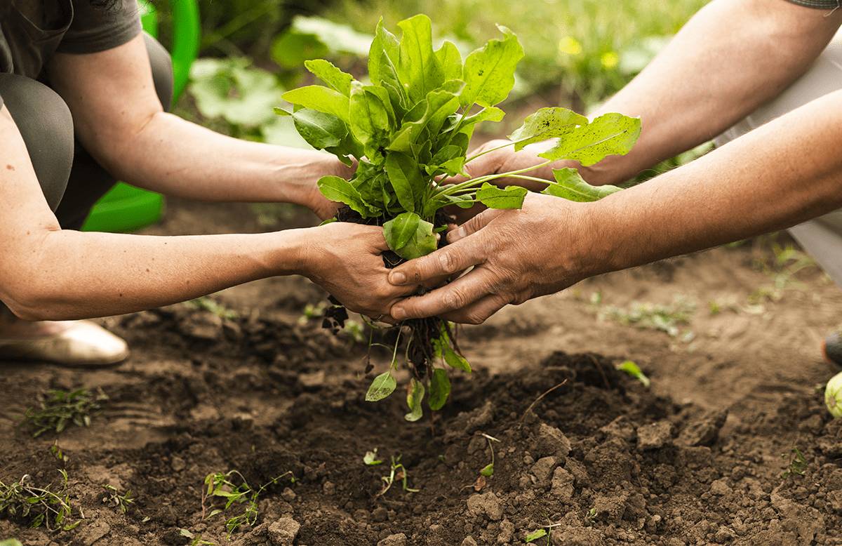 AGRICOLTURA: D’ERAMO, “RICONOSCIUTA PER LEGGE FIGURA CUSTODE DELL’AMBIENTE, UE PRENDA ESEMPIO”