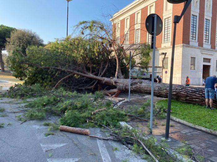 PESCARA: CADE ALBERO DAVANTI AL MUNICIPIO, TRAGEDIA SFIORATA