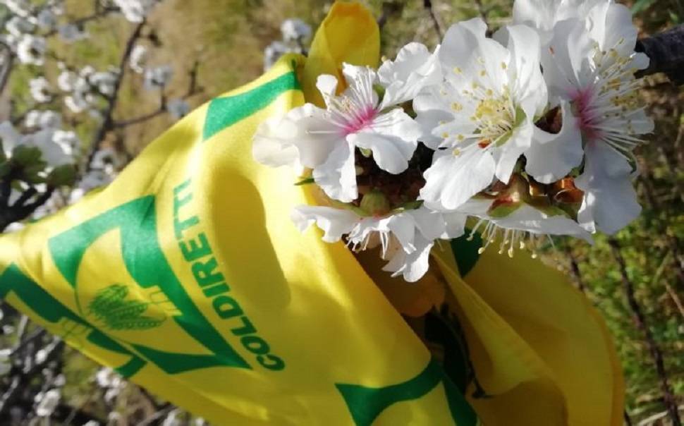 COLDIRETTI, L’ITALIA RIFIORISCE: AD AVEZZANO LABIRINTO DI OLTRE 600 FIORI