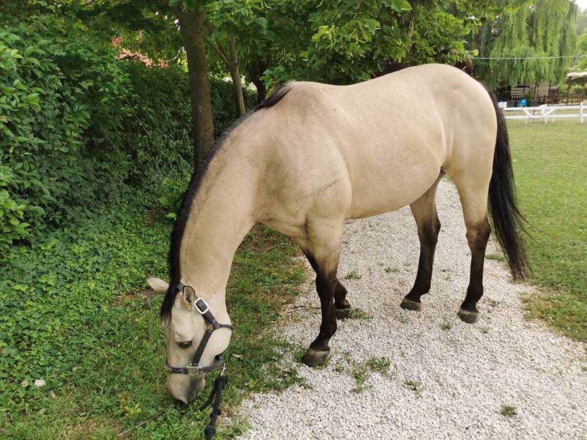 L’AQUILA: ASSOCIAZIONE MANO NELLA MANO DONA CAVALLO A CENTRO AUTISMO