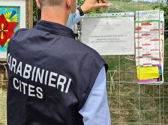MANOPPELLO: CANILE “LAGER” SEQUESTRATO DA CARABINIERI, INDAGATO SETTANTENNE DI CEPAGATTI