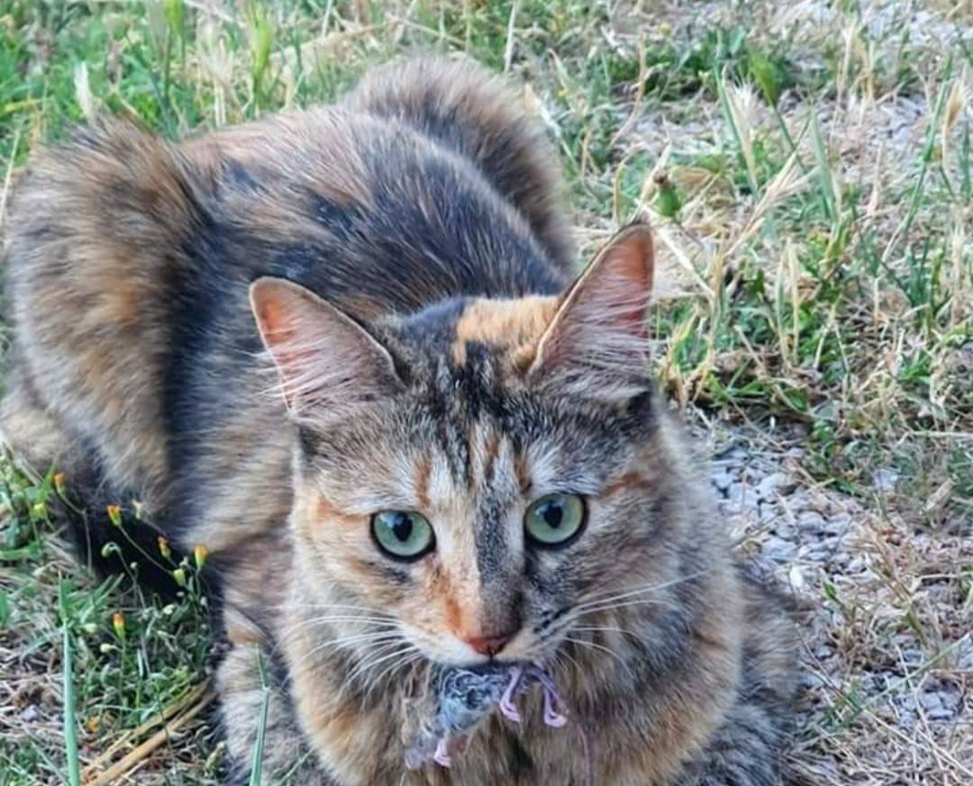 L’AQUILA, SCOMPARSA GATTINA NIRU IN ZONA SAN VITTORINO