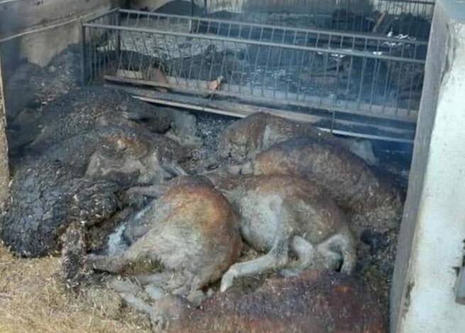 INCENDIO SARDEGNA: AL VIA RACCOLTA FONDI DEGLI ALLEVATORI AQUILANI
