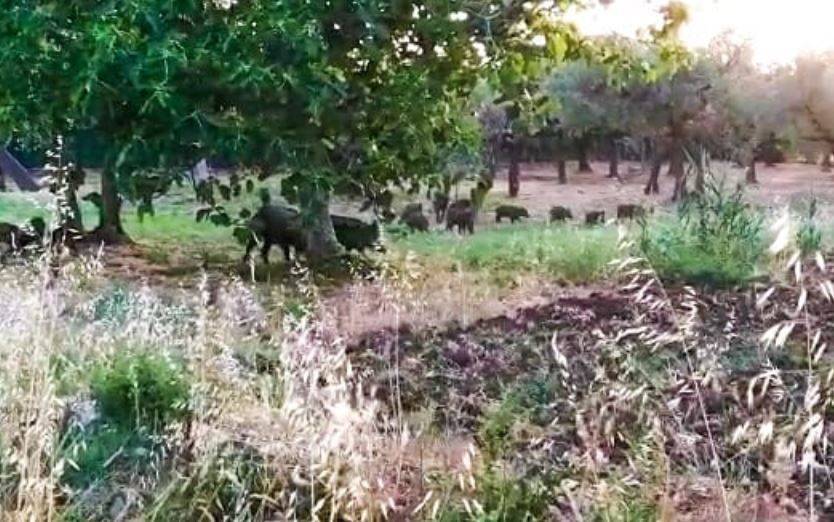 CINGHIALI SULLA LANCIANO-FOSSACESIA, DI GIUSEPPANTONIO: “SITUAZIONE NON PIU’ SOSTENIBILE”
