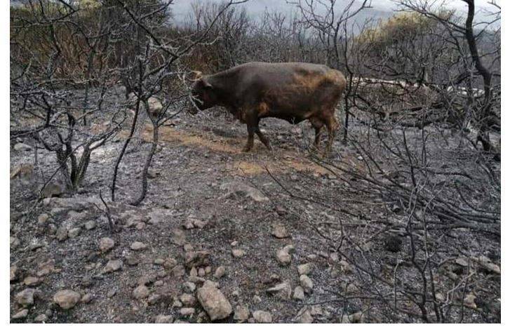 INCENDI IN SARDEGNA, CONSEGNA FORAGGIO PER ANIMALI SOPRAVVISSUTI: PARTE CAMPAGNA DI SOLIDARIETA’