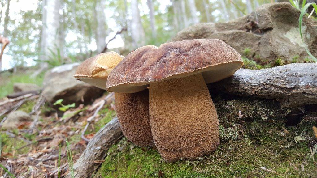 MONTI DELLA LAGA: LOTTA A CERCATORI ABUSIVI FUNGHI. SINDACO D’ANGELO, “DEVASTANO CAMPI, ORA BASTA”