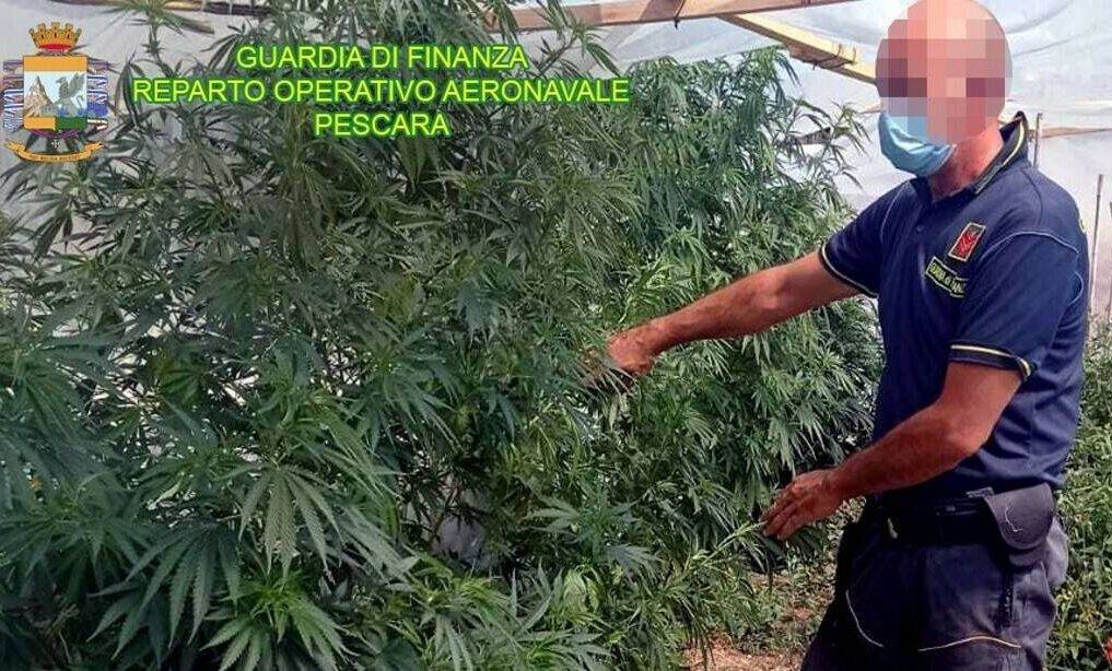 GUARDIA FINANZA: SEQUESTRATE A LUGLIO IN ABRUZZO SEI PIANTAGIONI DI MARJUANA
