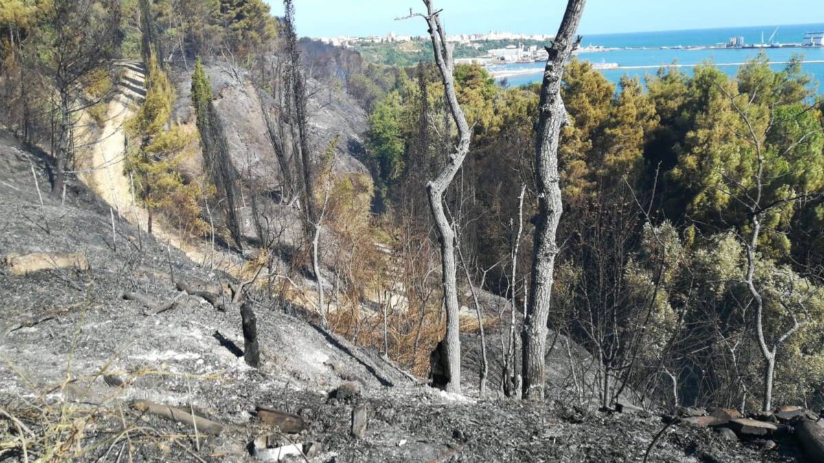 INCENDI ABRUZZO: IL WWF, “DEVASTATE AREE PROTETTE E RISERVE NATURALI, SERVE PREVENZIONE”