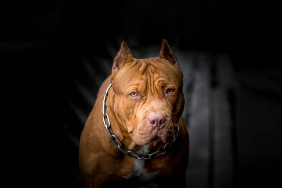MONTESILVANO: PITBULL AZZANNA DUE DONNE E UCCIDE UN CANE E UN GATTO