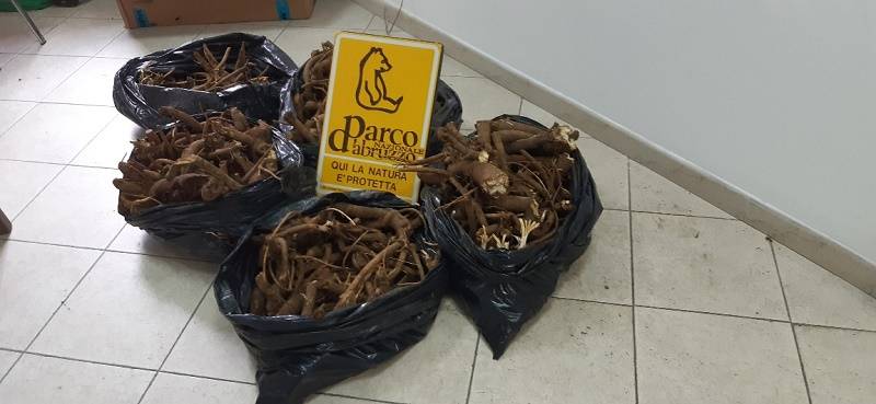 PARCO NAZIONALE D’ABRUZZO, RACCOLGONO GENZIANA ILLEGALMENTE: SEQUESTRATI 50 CHILI