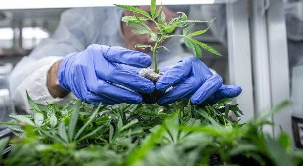 ROSETO DEGLI ABRUZZI: MAXI SEQUESTRO DI 150 CHILI DI CANNABIS  ESEGUITO DALLA GUARDIA DI FINANZA
