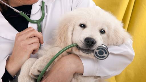 ANIMALI DOMESTICI E SINTOMI DA NON SOTTOVALUTARE: QUANDO È NECESSARIO TROVARE VETERINARI APERTI